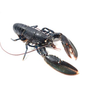 Frozen Lobster Premium Quality