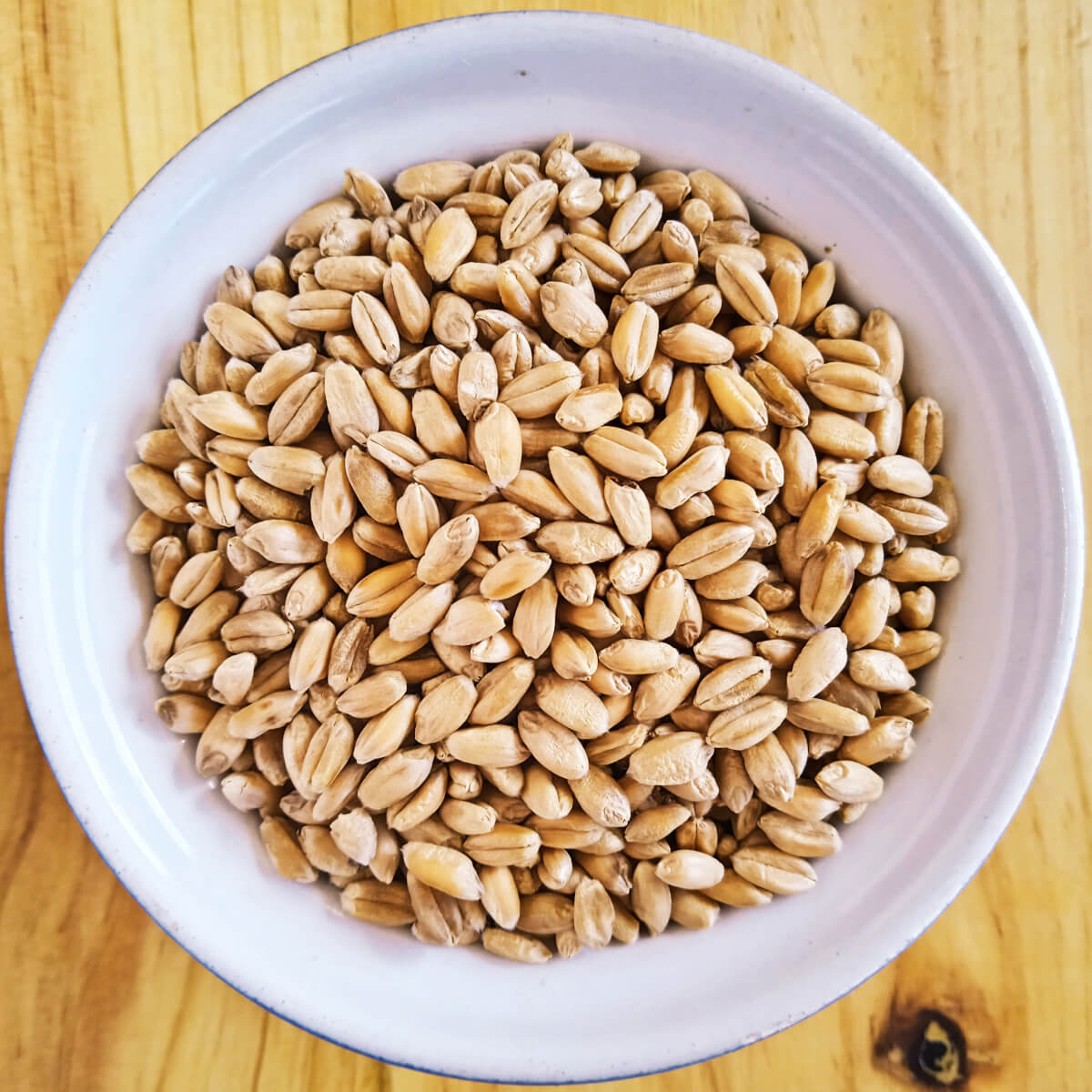 Dried Wheat Grain - Premium Quality - Image 4