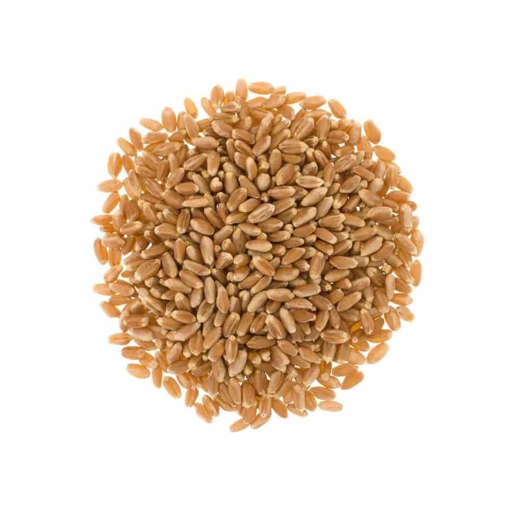 Dried Wheat Grain - Premium Quality - Image 5