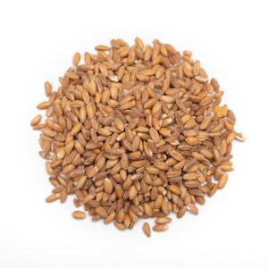 Dried Wheat Grain - Premium Quality