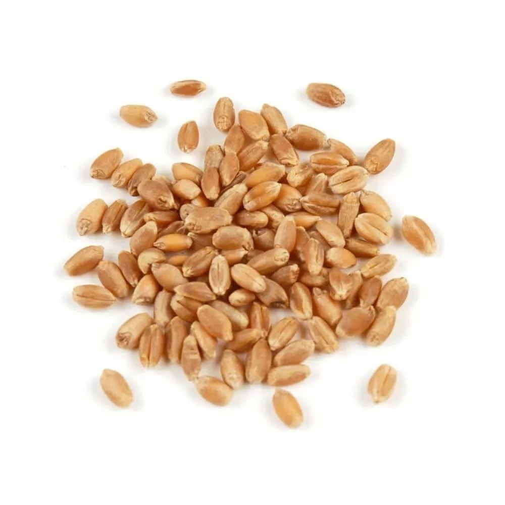 Dried Wheat Grain - Premium Quality - Image 2