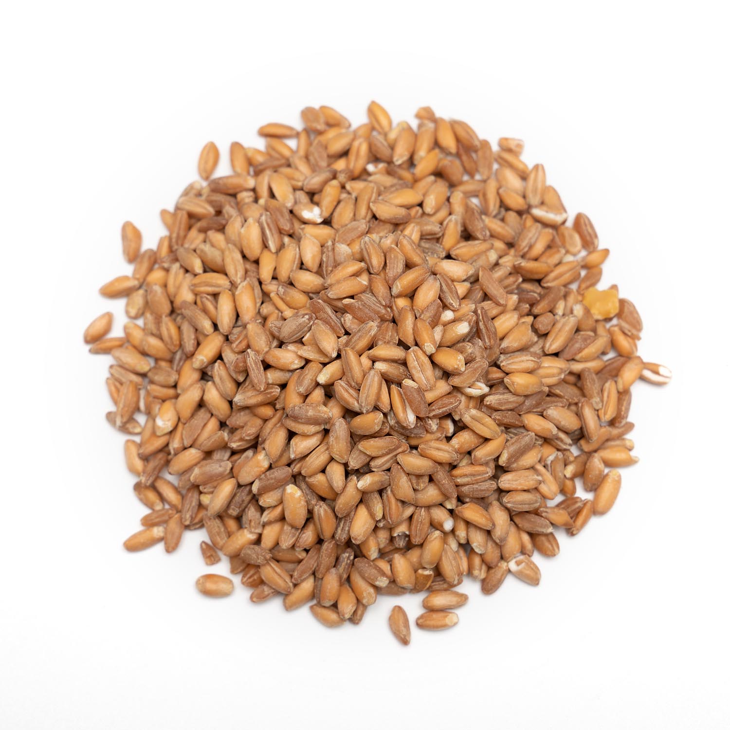 Dried Wheat Grain - Premium Quality