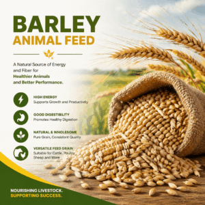 Barley For Animal Feed