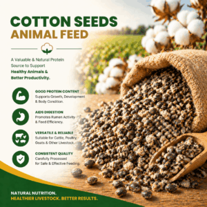 Cotton Seeds For Animal Feed