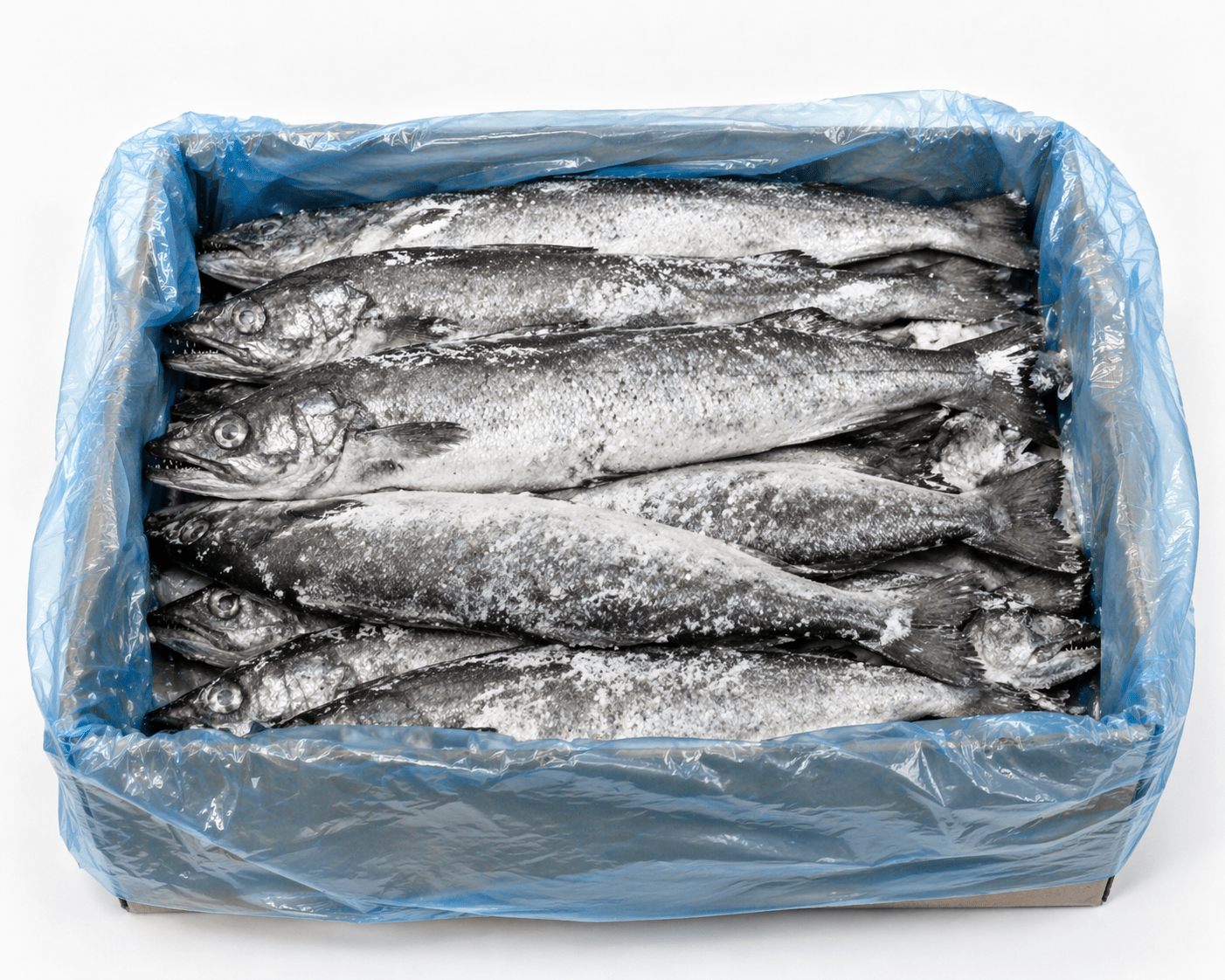 Hake Fish - Premium Quality Fresh & Frozen
