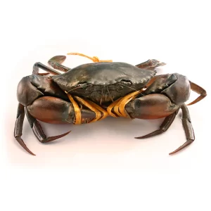 Fresh Crabs - High-Quality, Sweet & Tender Seafood