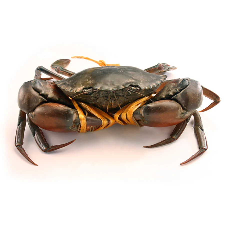 Fresh Crabs - High-Quality, Sweet & Tender Seafood