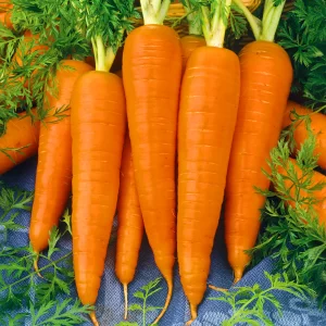 Fresh Carrots