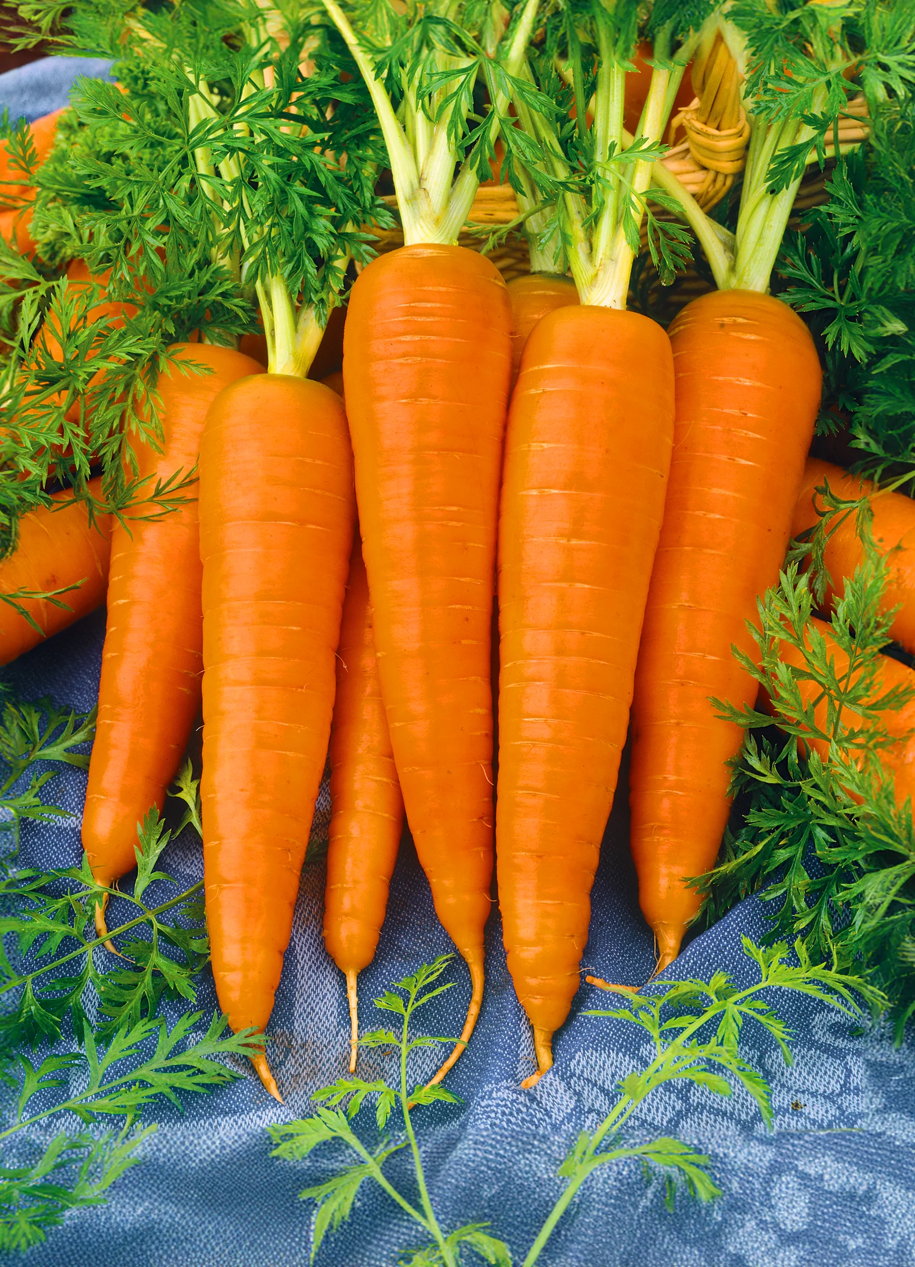 Fresh Carrots