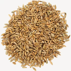 Rye - Bulk Wholesale Supply