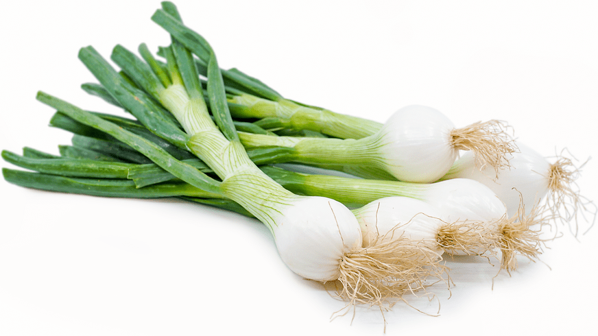 Fresh Spring Onions
